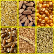 Зерно фуражное:пшеница, ячмень,  тритикале, кукуруза,  овес, рожь